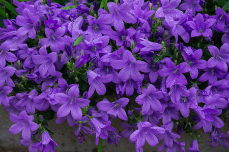 Blue or violet flowers bells in stone pot. Campanula blossom close up.の写真素材