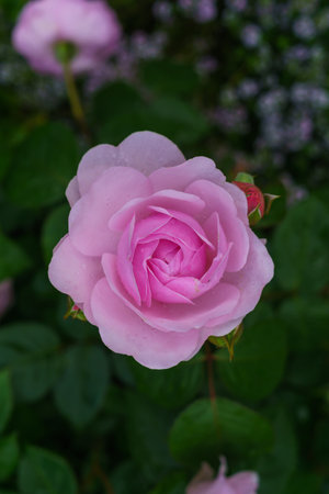 Colorful, beautiful, delicate flower rose in the gardenの写真素材