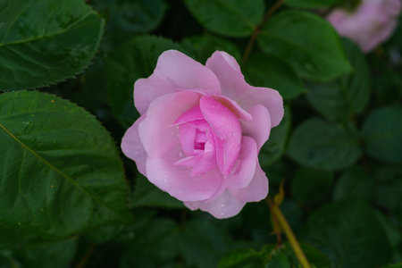 Colorful, beautiful, delicate flower rose in the gardenの写真素材