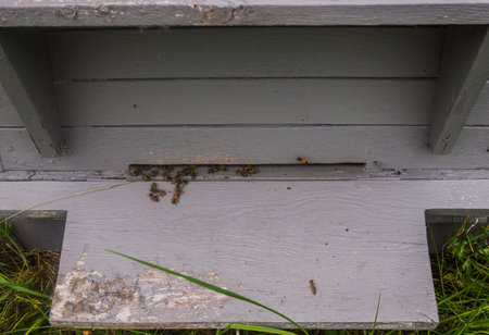 Bees in gray hives on a sunny day in the garden