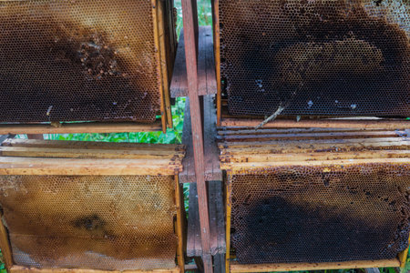 Used honeycombs, wax frames after pumping honey from them