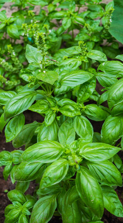 A whole row of green basil in the gardenの写真素材