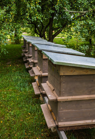 Bees in gray hives on a sunny day in the garden