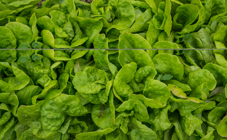 A whole row of green salad on the vegetable garden on the farmの写真素材