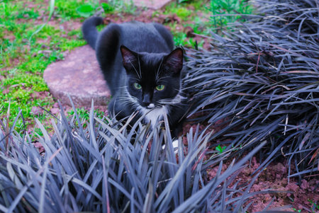 A beautiful black kitty hiding in a decorative flowerbed in the garden.の写真素材