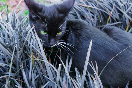 A beautiful black kitty hiding in a decorative flowerbed in the garden.の写真素材