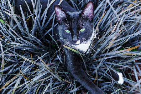 A beautiful black kitty hiding in a decorative flowerbed in the garden.の写真素材