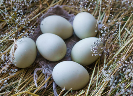 Fresh, natural rustic white chicken eggs on a litter of hay.