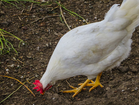 White chicken in the pen for chickens in the village, close-upの写真素材
