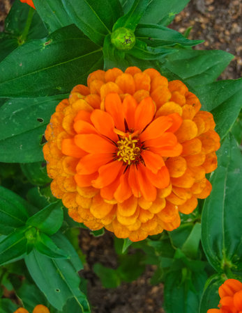 colorful beautiful flowers of zinnia in the city park.の写真素材