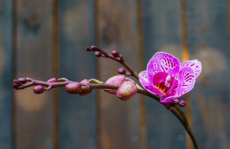 A pink orchid in a pot,against a background of dark boards. Natural background and design element.の写真素材