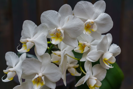 White orchid in a pot, against a background of dark boards. Natural background and design element.の写真素材