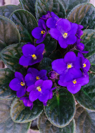 Saintpaulia,Purple African violet in a flowerpot on the background of wood planksの写真素材