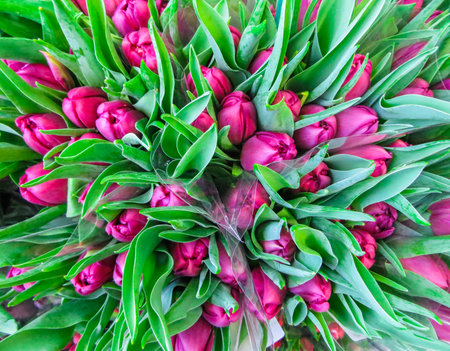 Assortment of bouquets of colorful tulips in a flower shopの写真素材