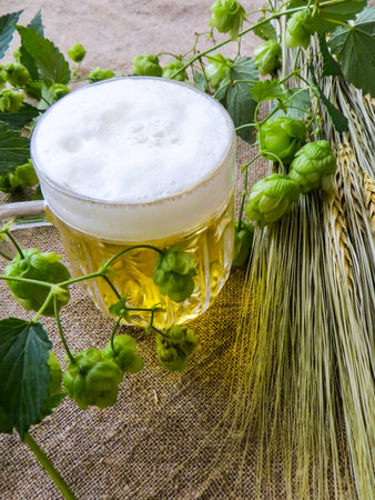 a glass of light beer along with barley ears and hopsの写真素材