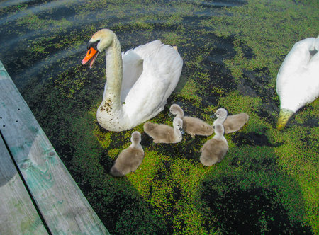 A family of white swans, along with the chicks, on the lake.の写真素材