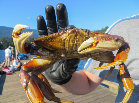 sea crabs, on the shore of the Pacific Ocean.の写真素材