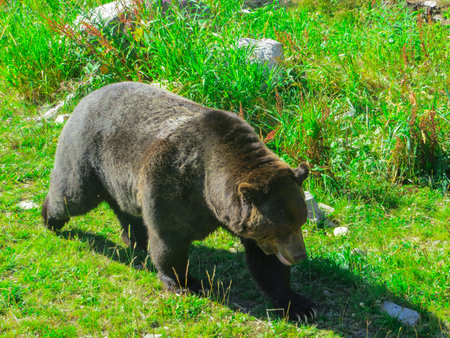 Brown bears in a national park near Vancouver.の写真素材