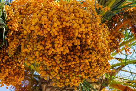 Dates palm branches with ripe dates in the park