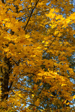maple tree branches with vivid colored leaves against blue sky background,