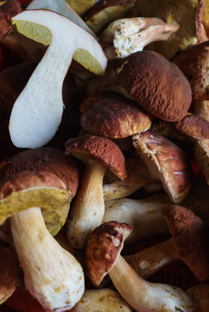 Mushroom Boletus over Wooden Background. Autumn Cep Mushrooms. Cooking delicious organic mushroom. Gourmet foodの写真素材