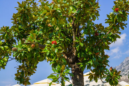 Magnolia trees after flowering. Magnolia fruits, like cones with red kernels