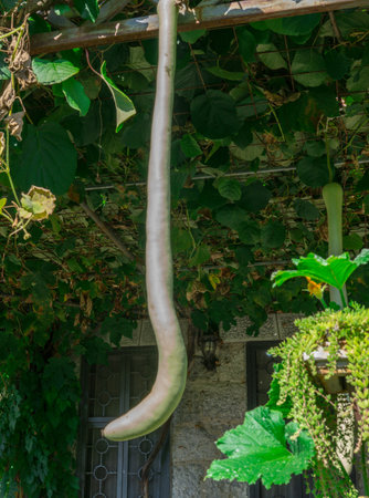 Chinese vegetable: fruit of the Long Bottle Gourdの写真素材