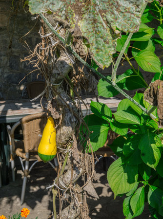 Chinese vegetable: fruit of the Long Bottle Gourdの写真素材
