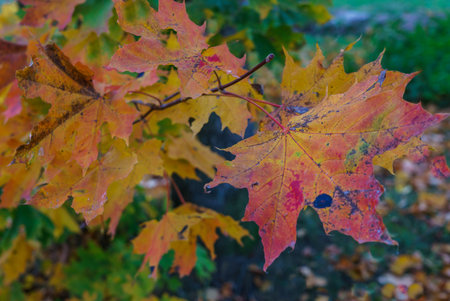 maple tree branches with vivid colored leaves against blue sky background,の写真素材