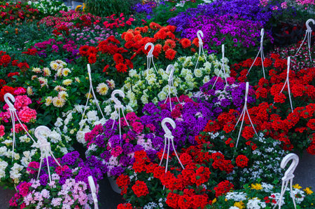 flower seedlings for sale on the market