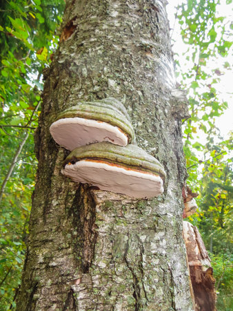 Mushroom chaga on the trunk of a tree in the forest.