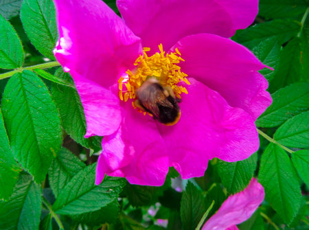Rose hip bush strewn with pink flowers.の写真素材