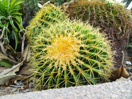 Cacti and other sukkulenty.