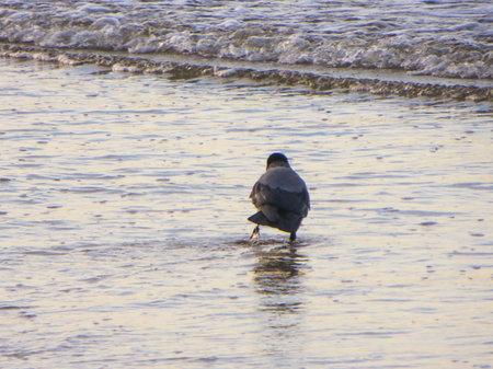 Crows in search of food on the shore of the Gulf of Riga in Latvia.