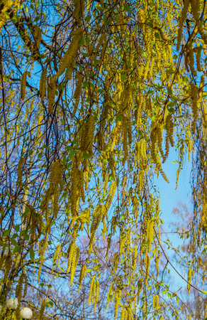 Blossoming earrings birches, against the blue sky.の写真素材