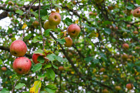 Branch of apple trees bending under the weight of fruit. Autumn orchard.の写真素材