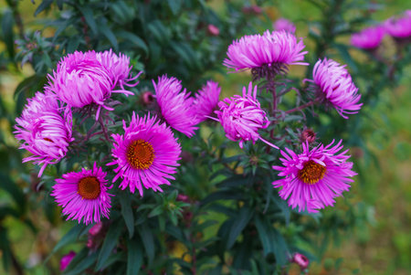 Lilac autumn flowers, soft focus. Bright autumn flower background. Purple Aster bloom, blue flowersの写真素材