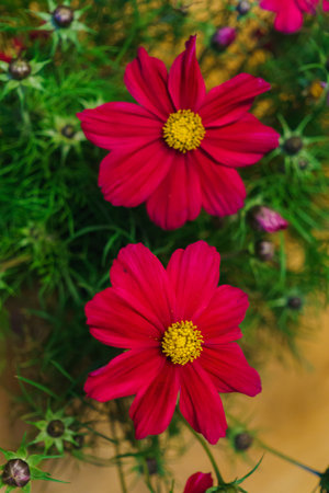 Beautiful kosmeya flowers. Image of a beautiful red kosmeya flower in the garden.の写真素材