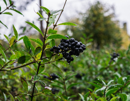 Black wild berries on the branch, after the rainの写真素材