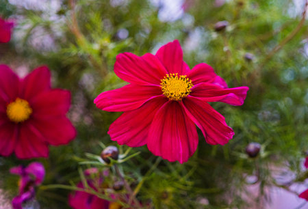 Beautiful kosmeya flowers. Image of a beautiful red kosmeya flower in the garden.の写真素材