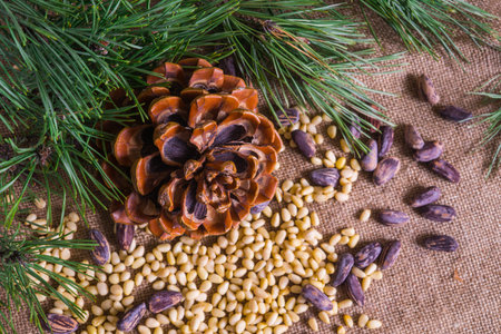 Cedar nuts. Peeled and in shell with cedar cone.