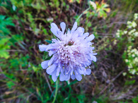 Purple flower Scabiosa, closeup on a field on a green grass background. European plantsの写真素材