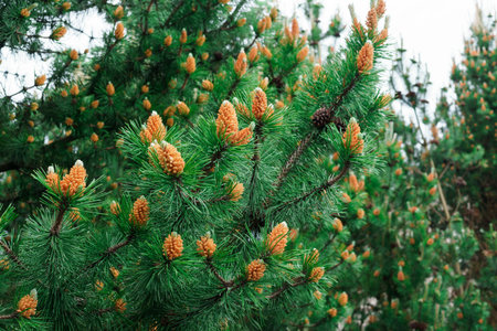 Young shoots of pine in early summer.の写真素材