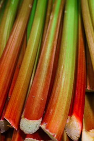 fresh rhubard cutlings for mors and pies.