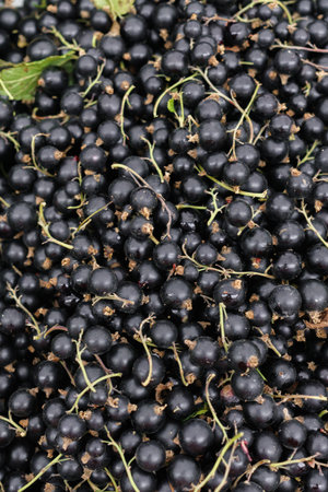 Fresh black currant put up for sale in a box.