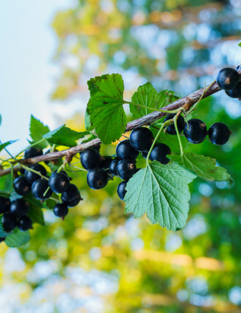 Beautiful, delicious blackcurrant berries on a branch