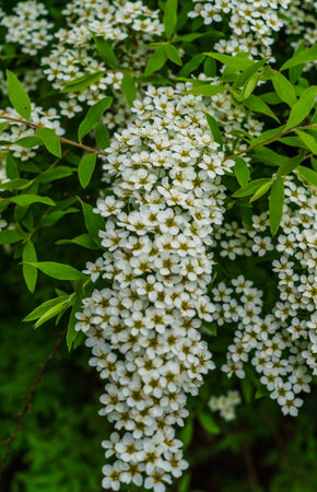 White flowers of Spirea in the park. Spirea bush covered with flowers.