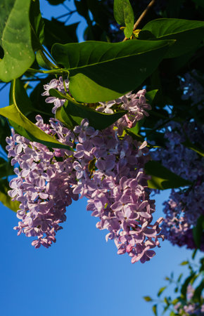 Brush white terry lilac with leaves against the background of the spring skyの写真素材