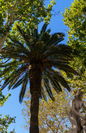 Dubrovnik, Croatia, Beautiful palma in Dubrovnik. September 2018の写真素材