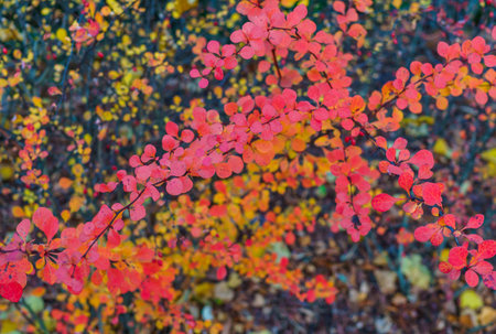 Decorative barberry bushes with fiery leaves and red berries. Autumn landscapeの写真素材